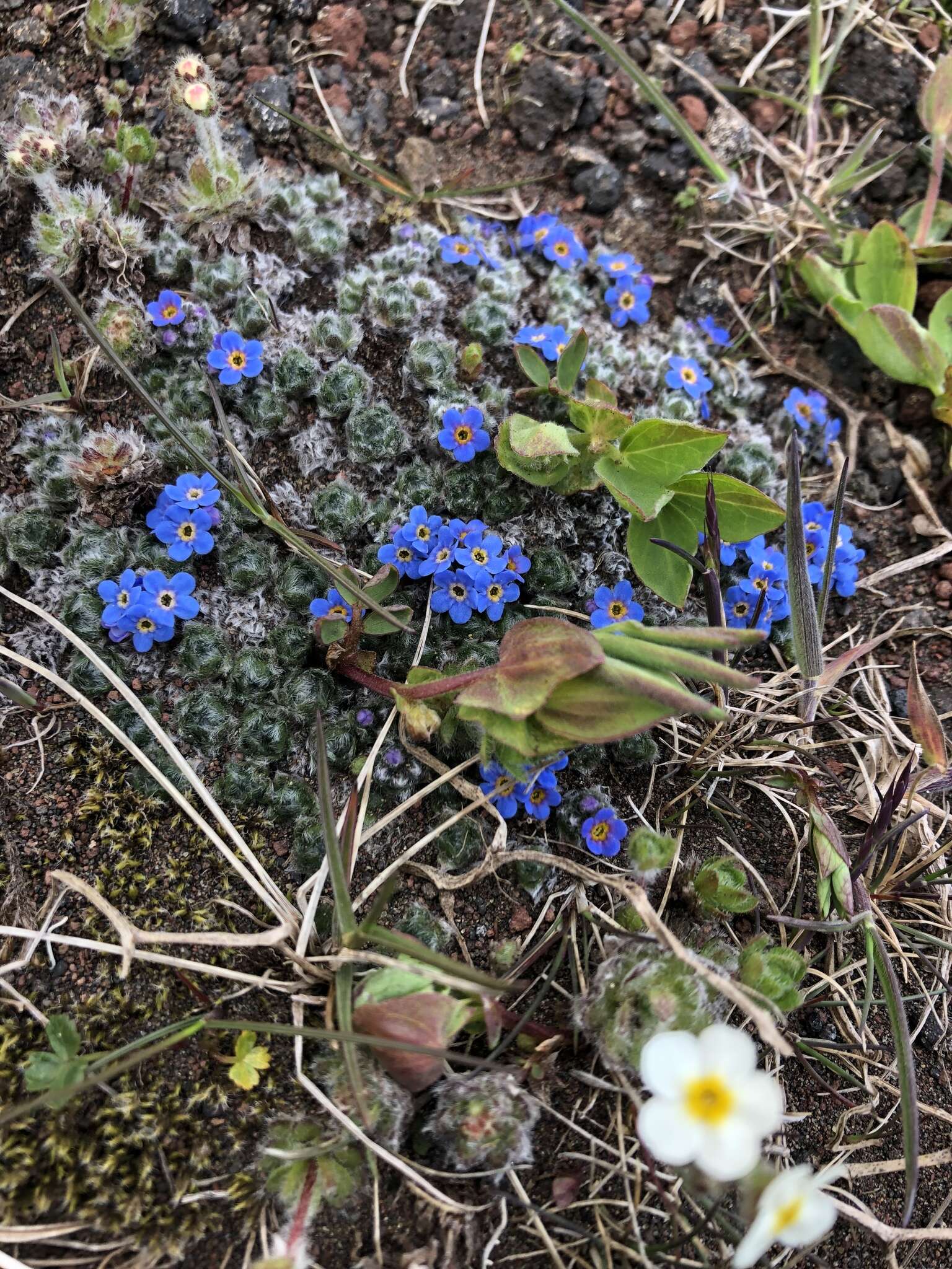 Imagem de Eritrichium nanum var. chamissonis (DC.) Herder