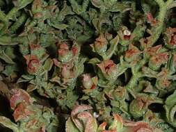 Image of common iceplant