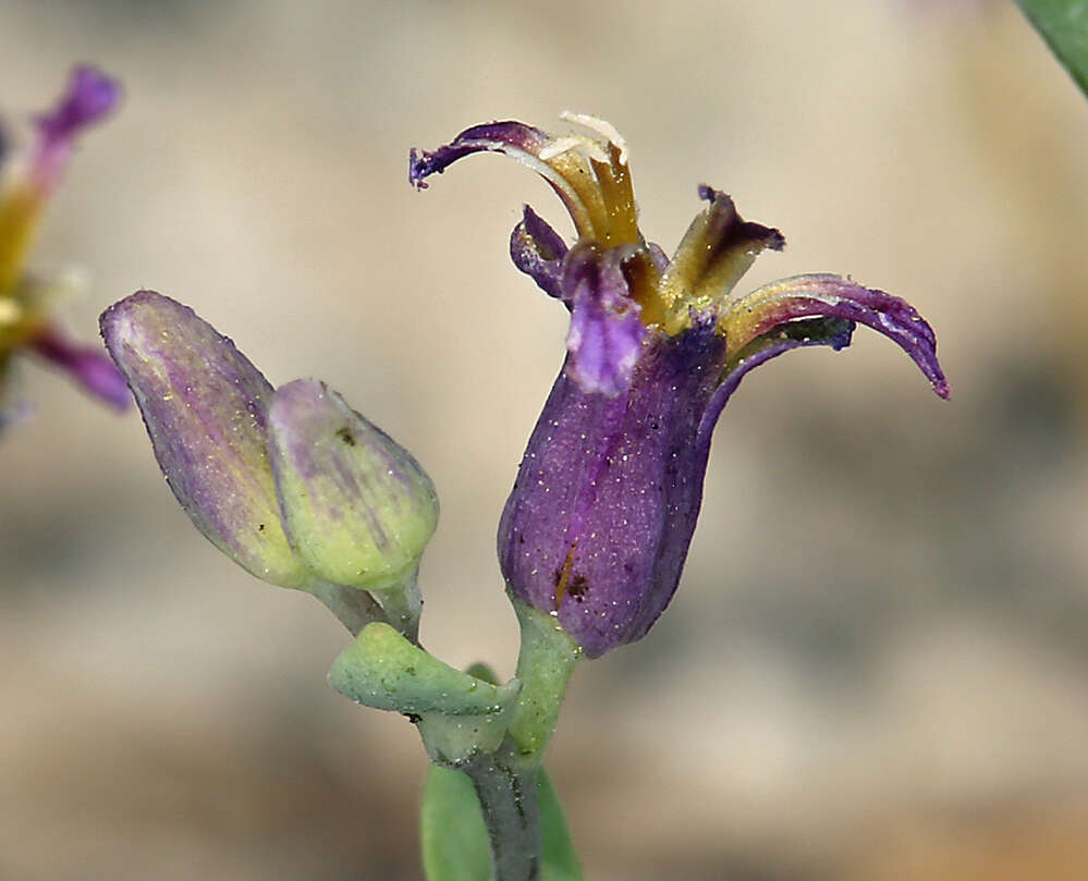 Plancia ëd Streptanthus fenestratus (Greene) J. T. Howell