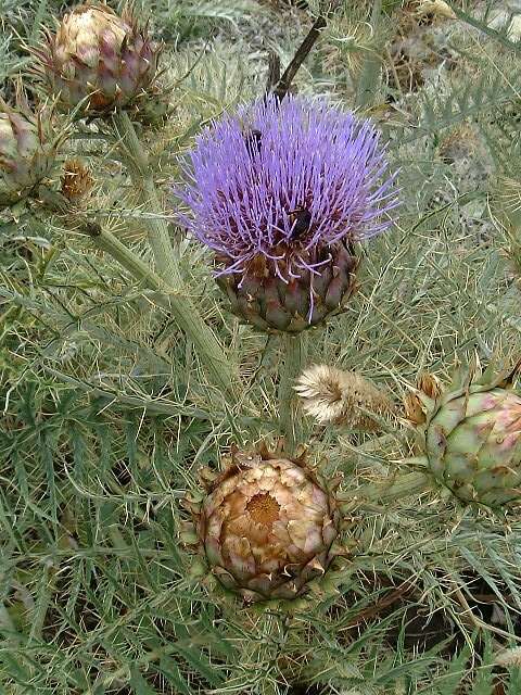 Image of cardoon