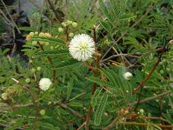 Image of black wattle