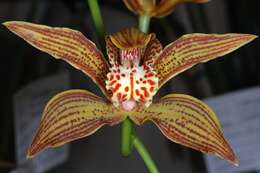 Image de Cymbidium iridioides D. Don