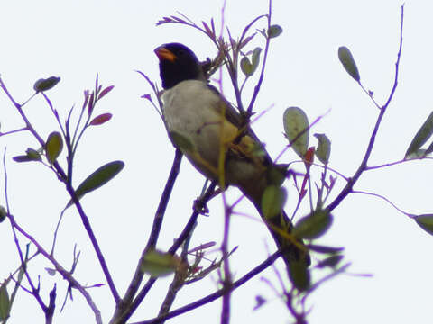 Image of Black-throated Saltator