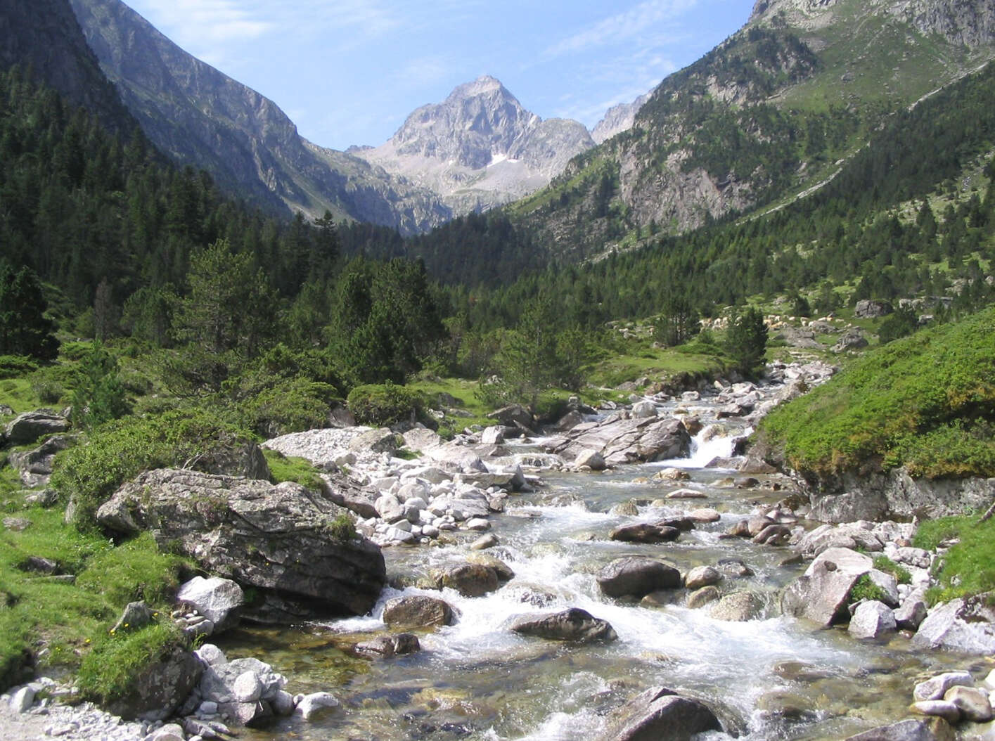 Image of Mountain Pine