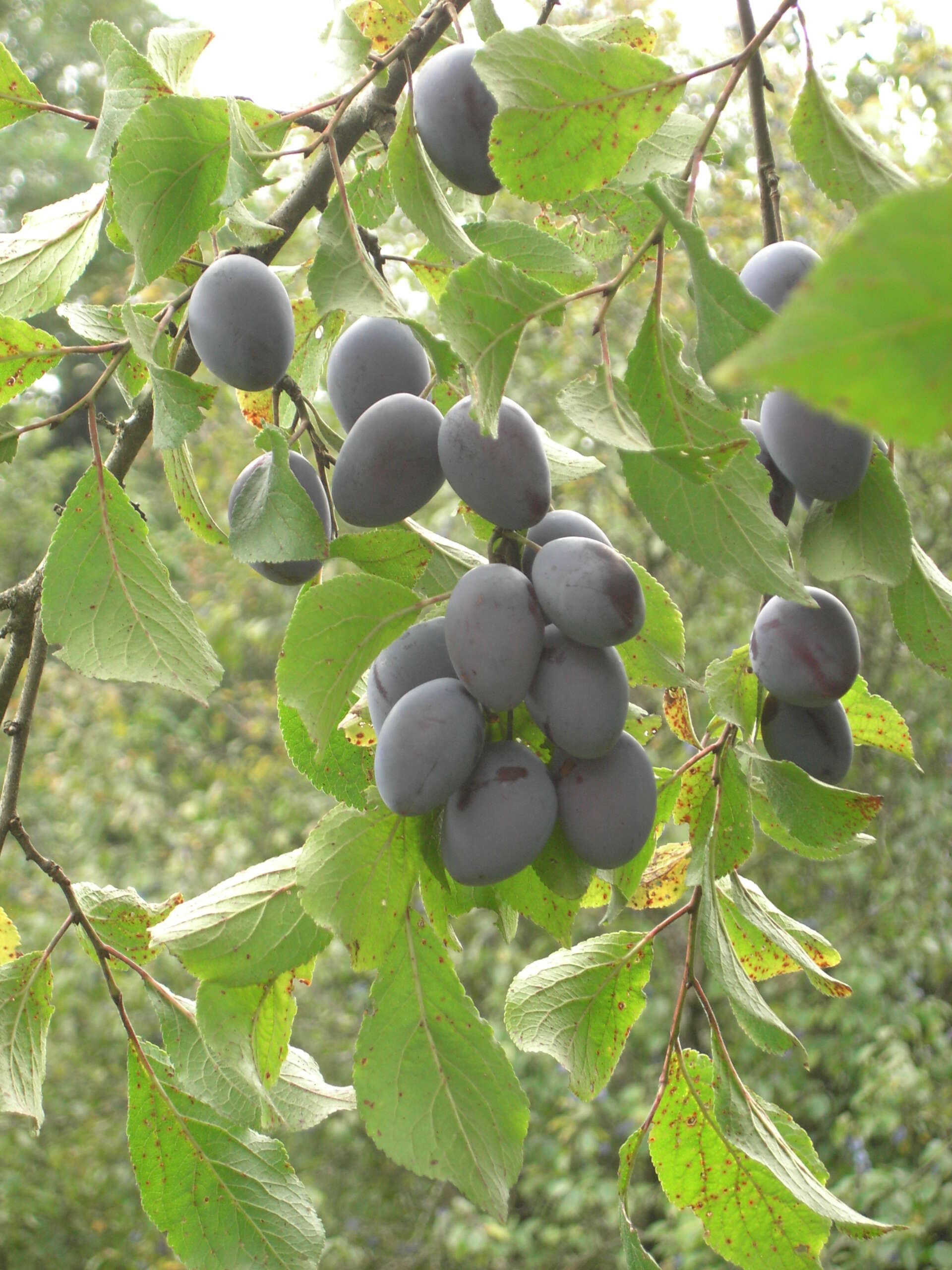 Image of European plum