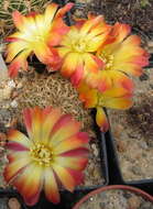 Image of rebutia