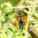 Plancia ëd Tachytes distinctus F. Smith 1856