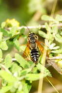 Image of Tachytes distinctus F. Smith 1856