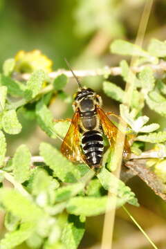 Plancia ëd Tachytes distinctus F. Smith 1856