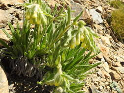 صورة Onosma tricerosperma Lag.