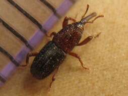 Image of rice weevil