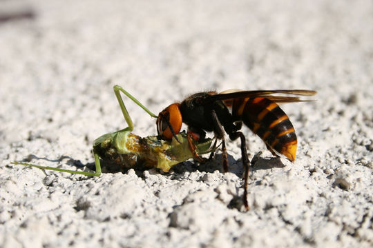 Image of Asian giant hornet