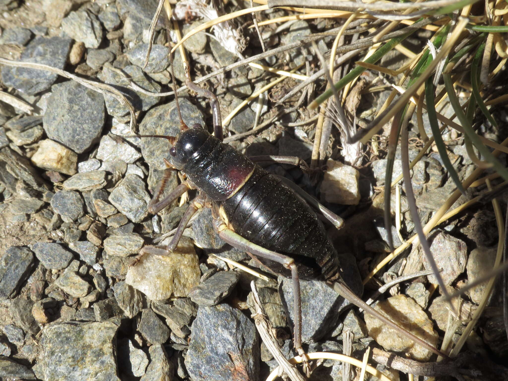 Image of Sierra Nevadan Saddle Bush-cricket