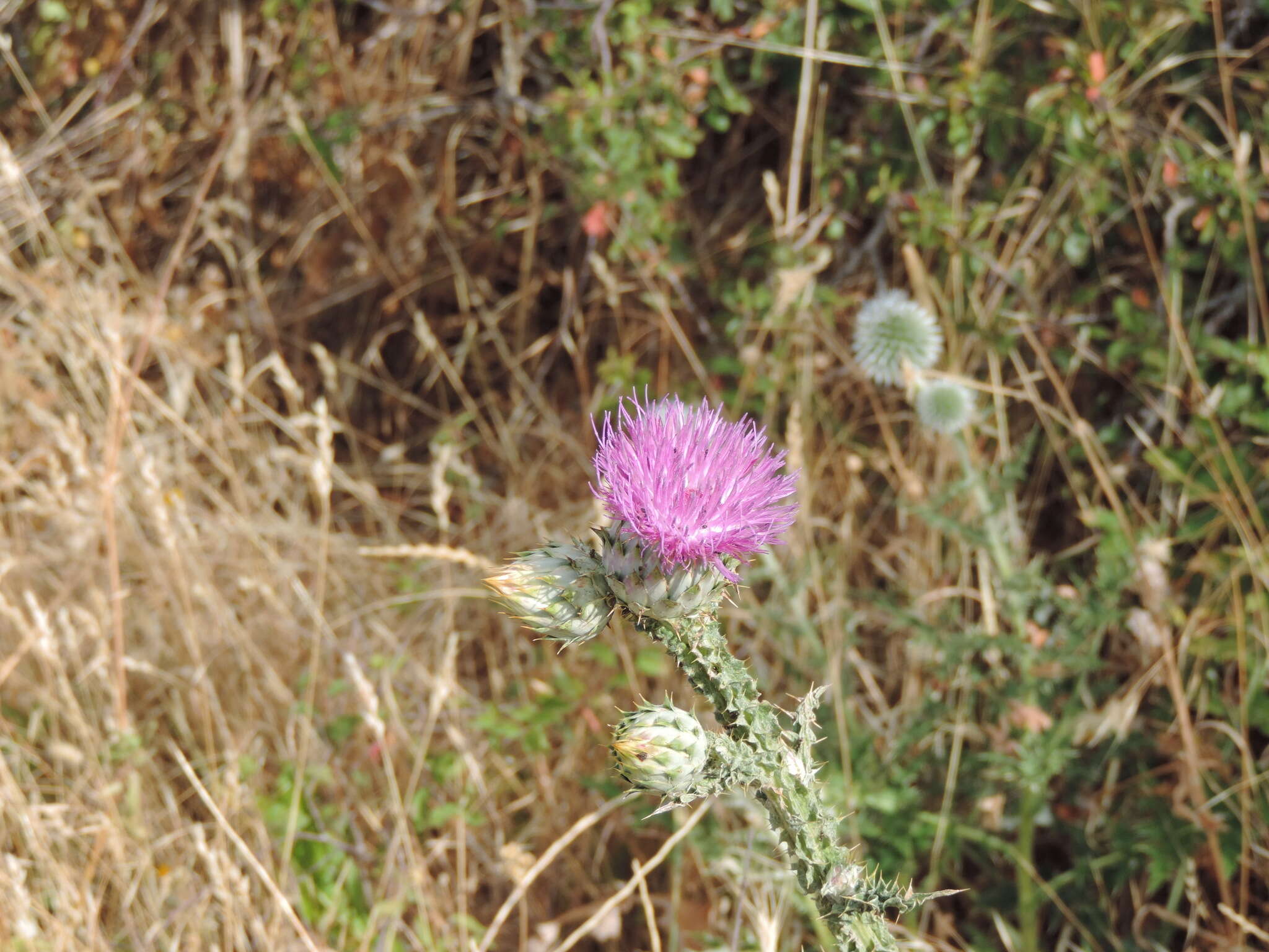 Image of Onopordum illyricum subsp. illyricum