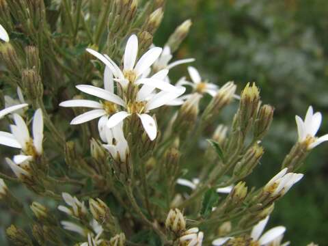 Image of Moth Daisy-bush