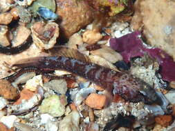 Image of Kolombatovic's Goby