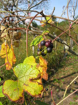 Image of Vitis ficifolia Bunge