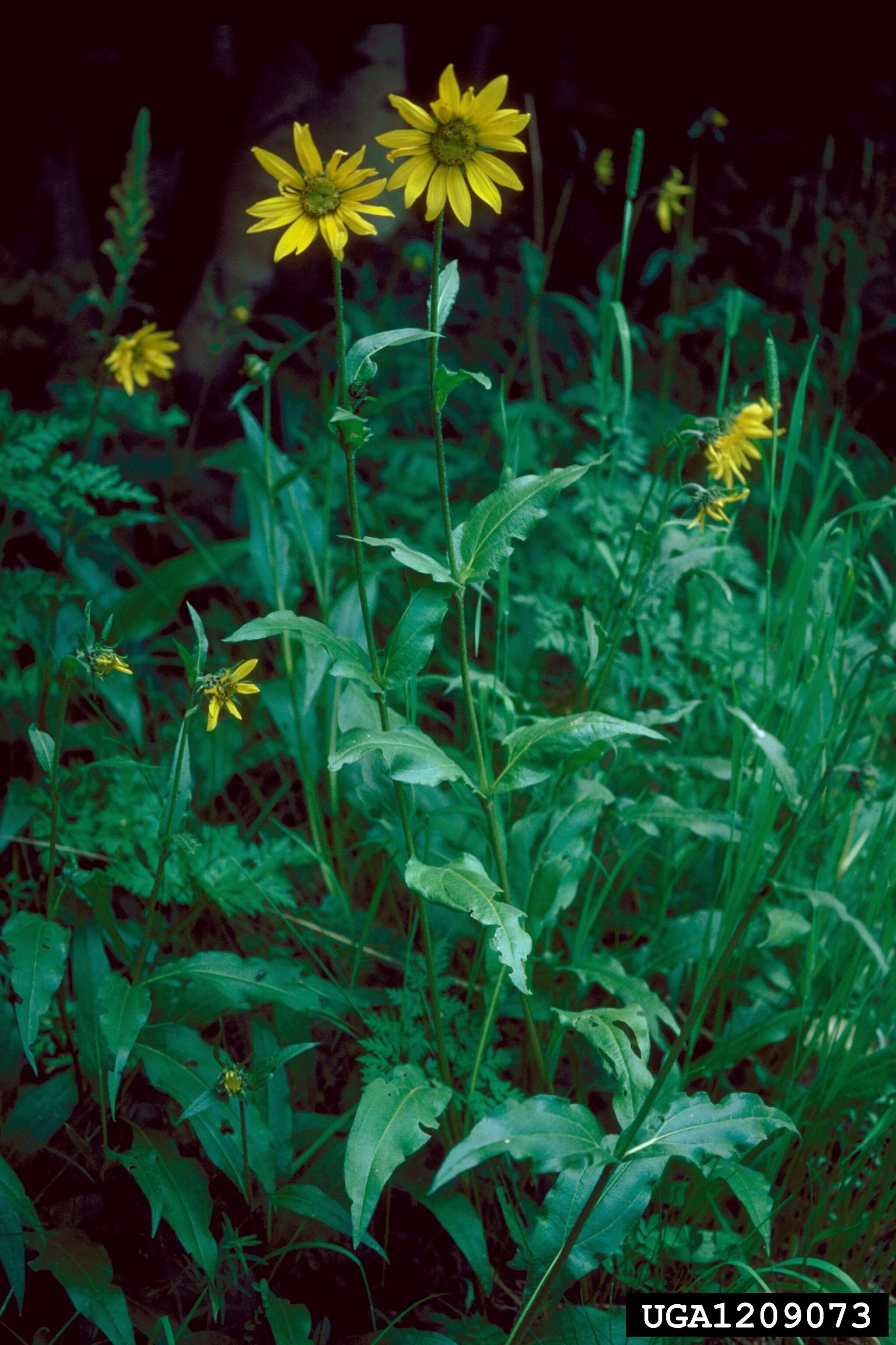 Plancia ëd Helianthella quinquenervis (Hook.) A. Gray