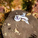 Image de Chromodoris willani Rudman 1982