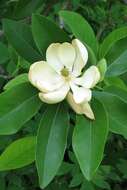 Sivun Magnolia virginiana L. kuva