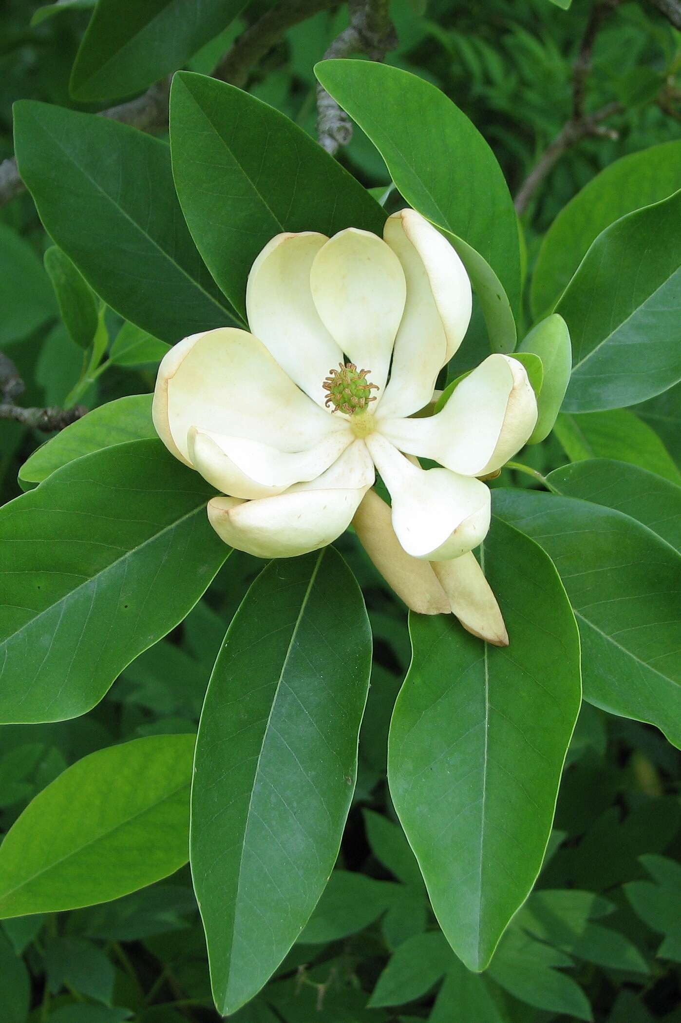 Sivun Magnolia virginiana L. kuva