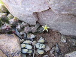 Image de Ceropegia geminata subsp. geminata