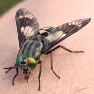 Image of Horse-fly