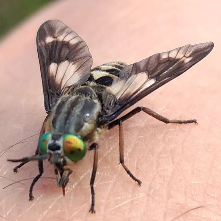 Image of Horse-fly