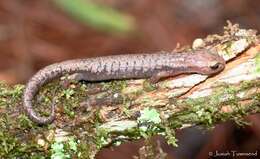 Image of Cataguana Salamander