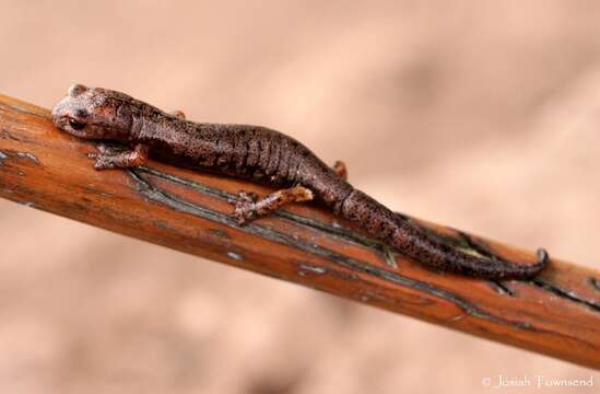 Image of Cataguana Salamander