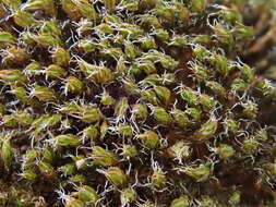 Image of Syntrichia virescens Ochyra 1992