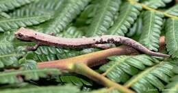 Image of Conant's Mushroomtongue Salamander