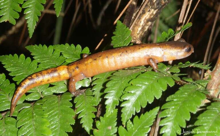 Image of Mushroomtongue salamander