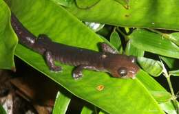 Image of Mushroomtongue salamander