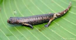 Image of Alta Verapaz Salamander