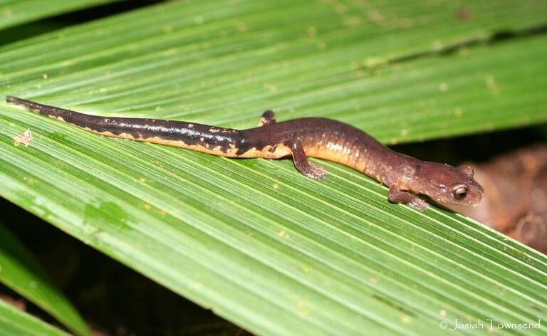 Image of Zarciadero web-footed salamander