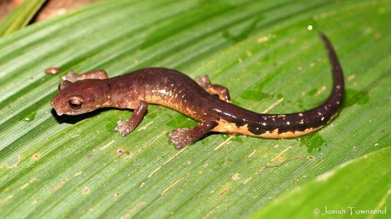 Image of Zarciadero web-footed salamander