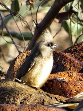 صورة Colius striatus minor Cabanis 1876