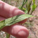 Image of Pit-Scale Grass