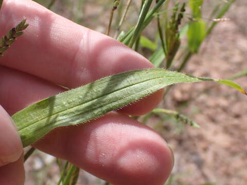 Image of pitscale grass