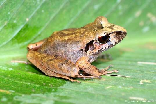 Image of Broadheaded Rainfrog