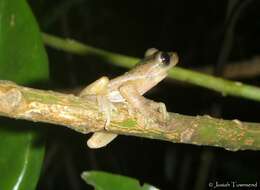 Image of Zacate Blanco treefrog