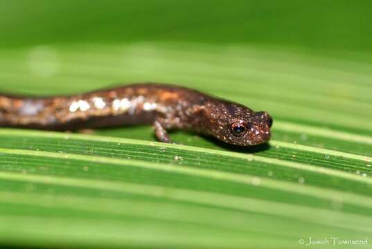 Image of Moss salamander
