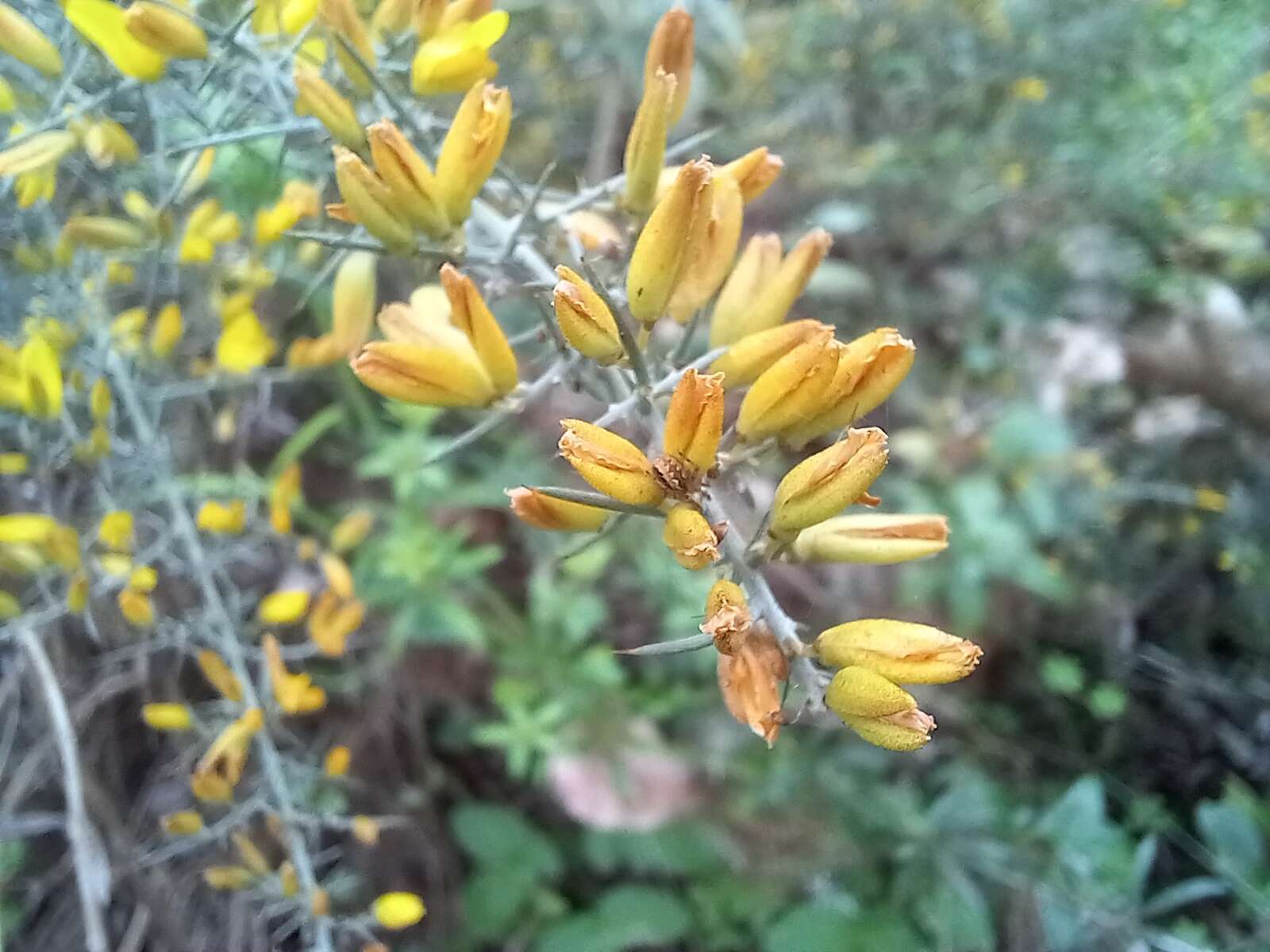 Image de Ulex argenteus subsp. argenteus