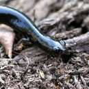Image of La Fortuna Worm Salamander