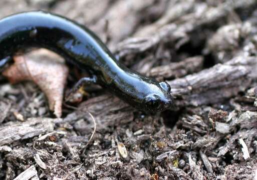 Image of La Fortuna Worm Salamander