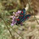 Image of Zygaena lavandulae Esper 1783