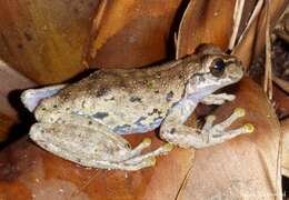 Image of Honduras Spikethumb Frog