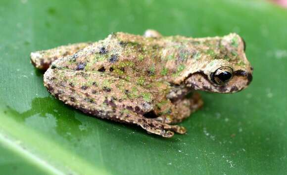 Image of Guatemala Spikethumb Frog