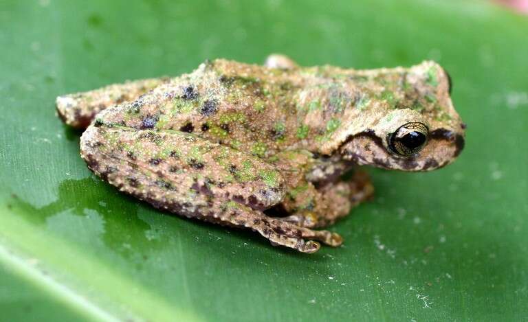 Plancia ëd Plectrohyla guatemalensis Brocchi 1877